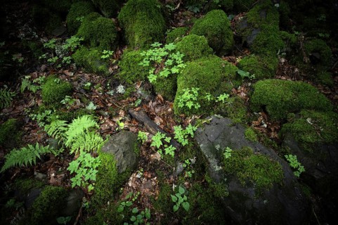 Fern and moss-covered rocks