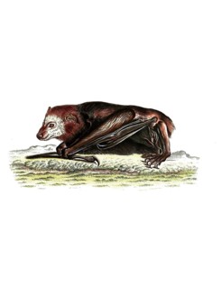 Mammals