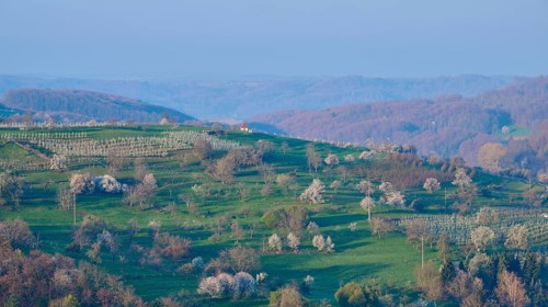 Orchard meadow