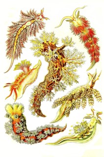Nudibranchs