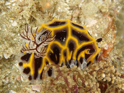 Star snail South African Halgerda