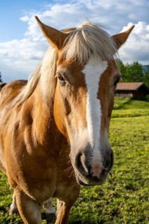 Haflinger horse