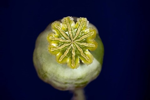 Capsule of the opium poppy