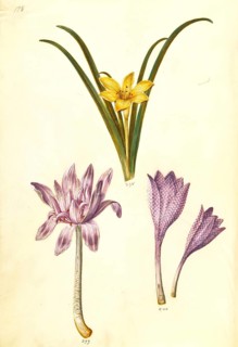 Meadow saffron
