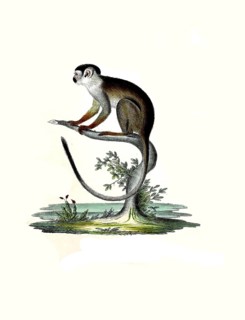 Mammals
