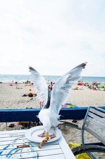 A seagull steals food from the plate of a beach restaurant by the sea