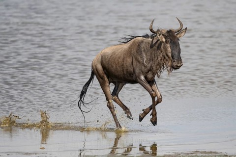 Wildebeest