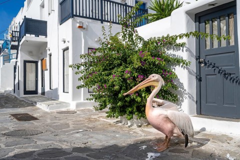 Pelican Petros