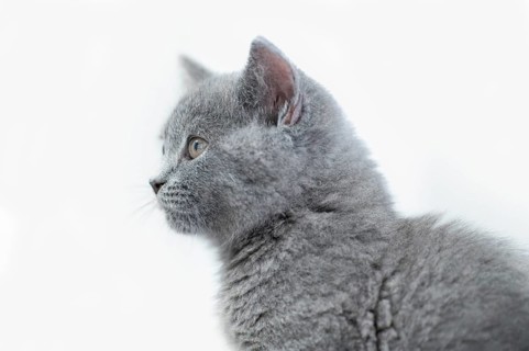 British Shorthair male