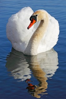 Mute Swan
