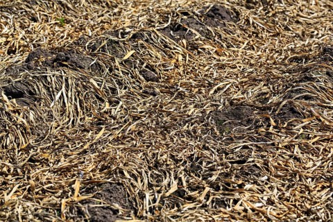 Straw in a potato field