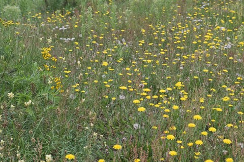 Wildflower meadow with hawkweed
