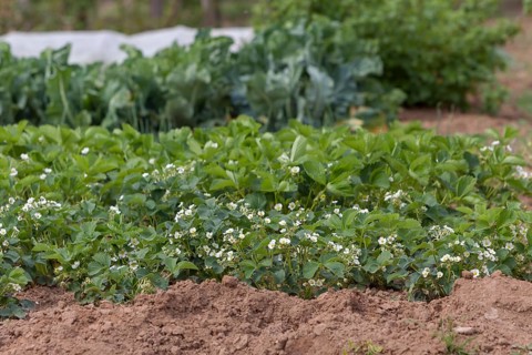 Strawberry plants in a vegetable field