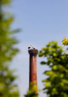 Stork nest with two storks on a chimney