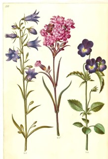 Harebell