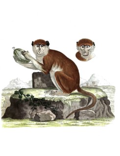 Mammals