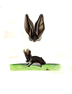 Mammals