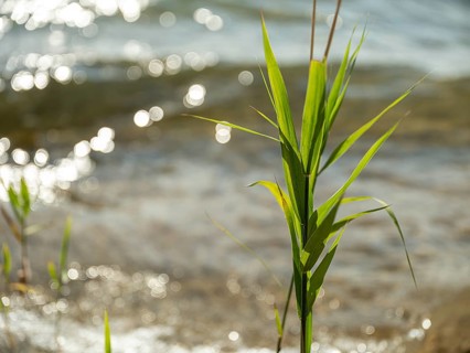 Common reed