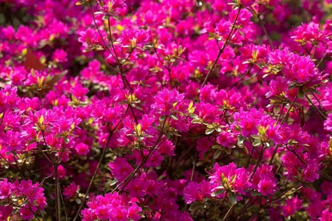 Red flowering azalea