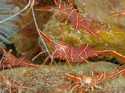 Several specimens of camel shrimp