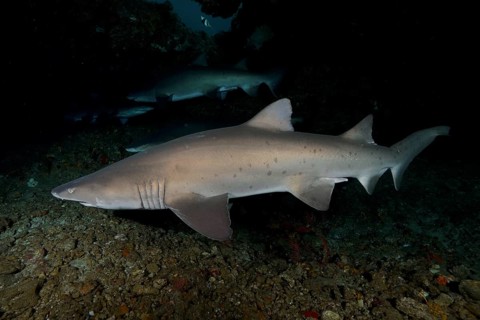 Sand tiger shark