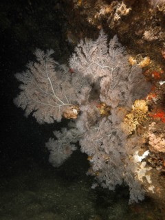 Christmas tree coral