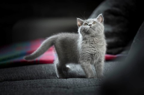 British Shorthair male