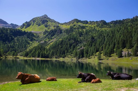 Cattle herd at Duisitzkarsee