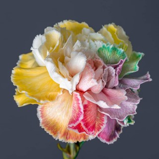 Close up beautiful bloomed flower