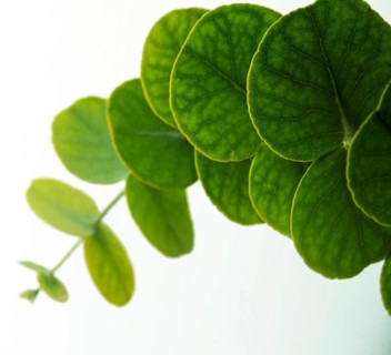 Close up round green leaves