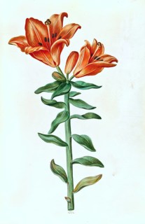 Fire lily