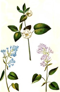 Rose and Common Lilac