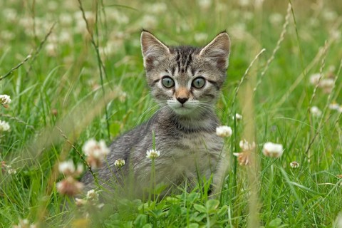 Nine-week-old tabby kitten sitting in grass