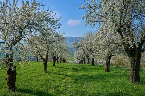 Plum tree