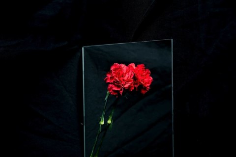 Red carnation flower reflecting glass black background