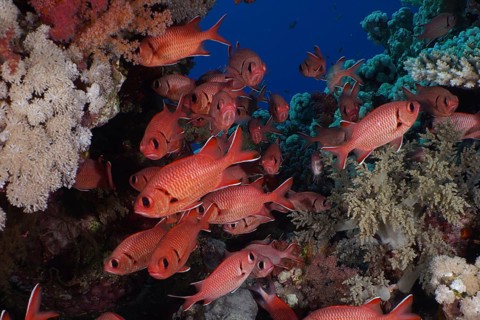 Shoal