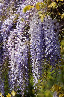 Japanese blue vine