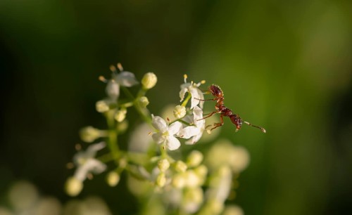 European fire ant