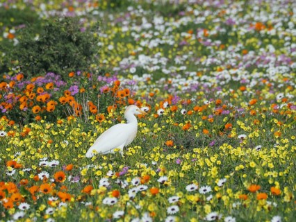 Yellow-billed egret