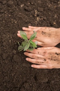 Human hand planting fresh young plant into soil
