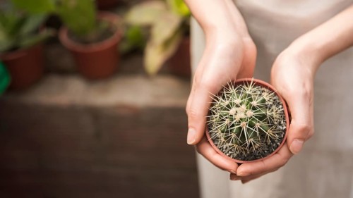 Woman s hand holding small succulent potted plant
