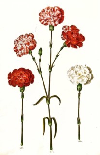 Carnation