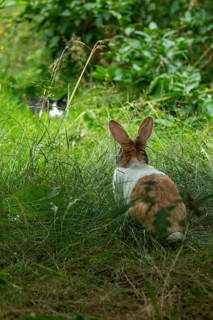 Cat watching Dutch rabbit