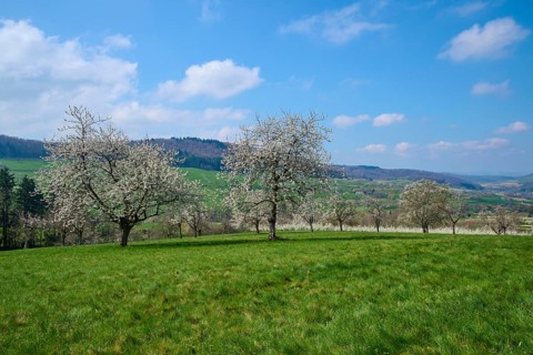 Cherry trees