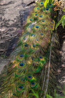 Colourful plumage of the peacock