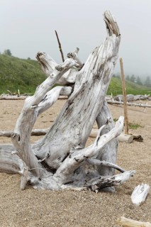 Driftwood on the beach