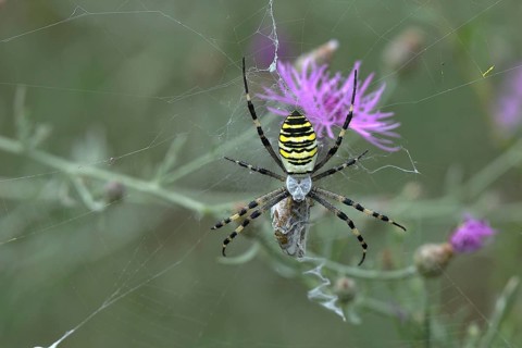 Wasp spider