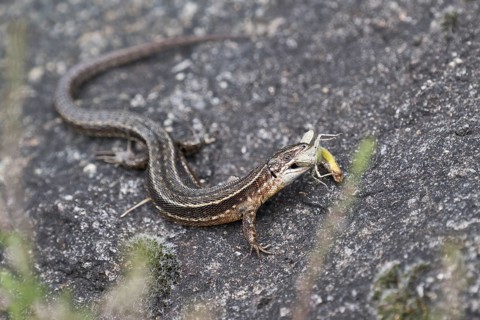 Viviparous lizard
