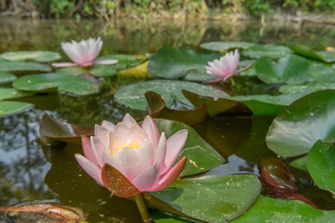Water lily blooming in a pond. Bas-Rhin
