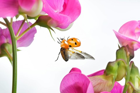 Seven-spott ladybird